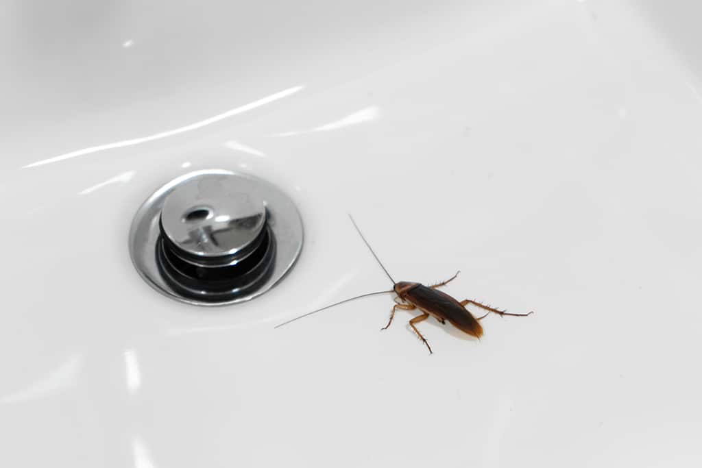 Do You Need Drain Cleaning Service? Signs Of Drainage Problems In Homes | Myrtle Beach, SC