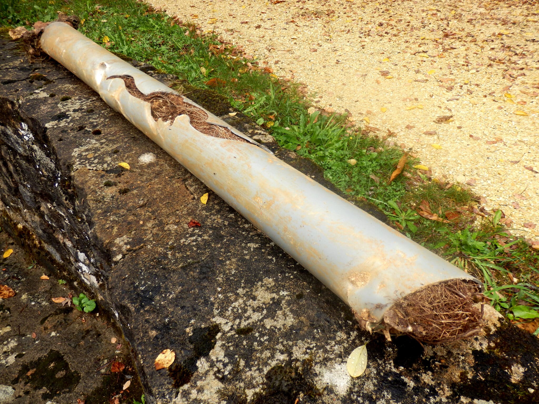 Tree roots damage sewer lines.